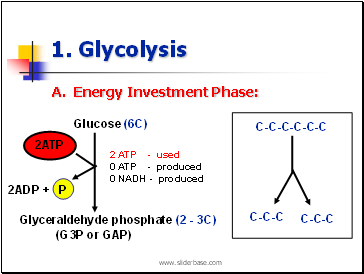 1. Glycolysis