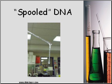 Spooled DNA
