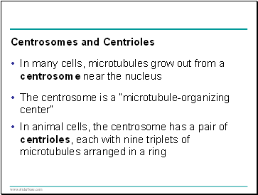 Centrosomes and Centrioles