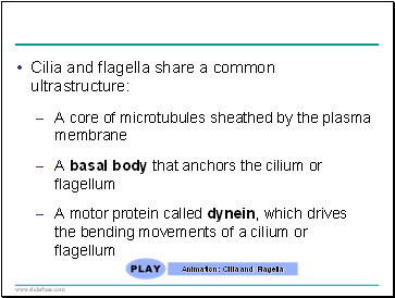 Cilia and flagella share a common ultrastructure: