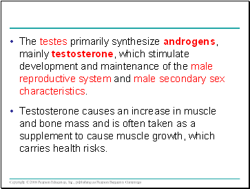 The testes primarily synthesize androgens, mainly testosterone, which stimulate development and maintenance of the male reproductive system and male secondary sex characteristics.
