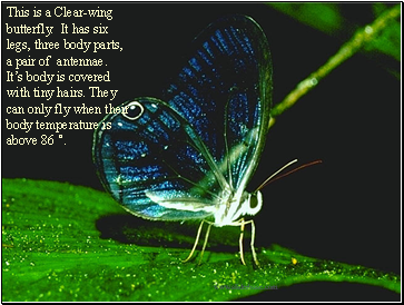 This is a Clear-wing butterfly. It has six legs, three body parts, a pair of antennae. Its body is covered with tiny hairs. They can only fly when their body temperature is above 86 .