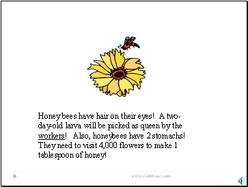 Honey bees have hair on their eyes! A two-day-old larva will be picked as queen by the workers! Also, honeybees have 2 stomachs! They need to visit 4,000 flowers to make 1 tablespoon of honey!