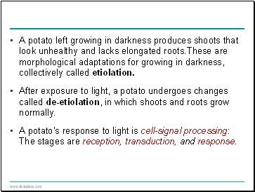 A potato left growing in darkness produces shoots that look unhealthy and lacks elongated roots.These are morphological adaptations for growing in darkness, collectively called etiolation.