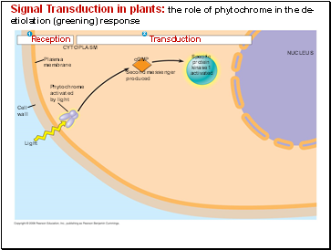Signal Transduction in plants: the role of phytochrome in the de-etiolation (greening) response