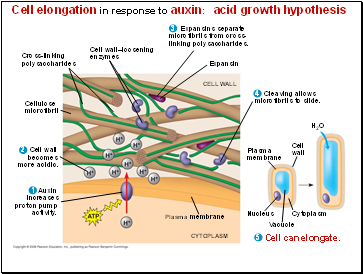 Cell elongation in response to auxin: acid growth hypothesis