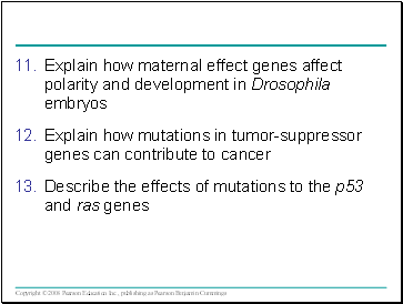 Explain how maternal effect genes affect polarity and development in Drosophila embryos