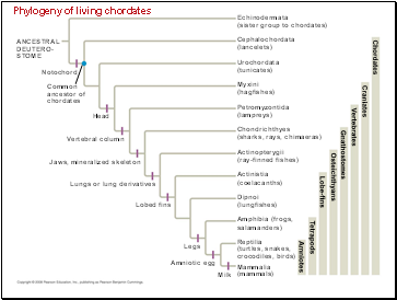 Phylogeny of living chordates