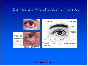 Surface anatomy of eyeball and eyelids