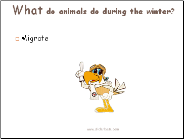 What do animals do during the winter?