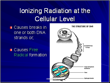 Ionizing Radiation at the Cellular Level