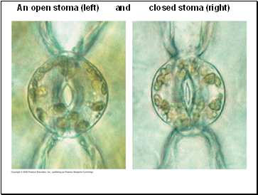 An open stoma (left) and closed stoma (right)