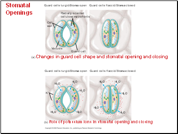 Stomatal Openings