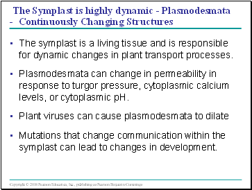 The Symplast is highly dynamic - Plasmodesmata - Continuously Changing Structures