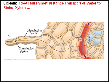 Explain: Root Hairs Short Distance Transport of Water to Stele: Xylem 