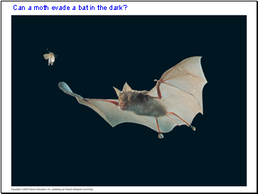 Can a moth evade a bat in the dark?