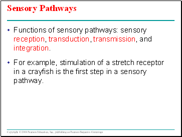 Sensory Pathways