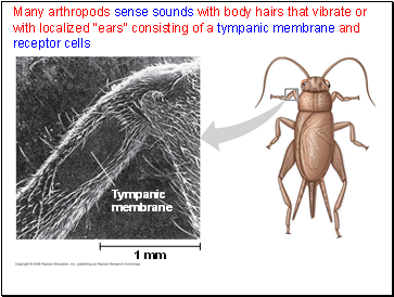 Many arthropods sense sounds with body hairs that vibrate or with localized ears consisting of a tympanic membrane and receptor cells