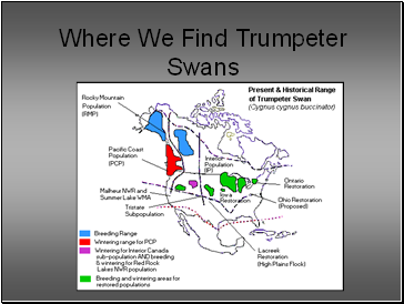Where We Find Trumpeter Swans