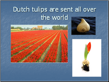 Dutch tulips are sent all over the world