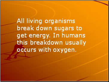 All living organisms break down sugars to get energy. In humans this breakdown usually occurs with oxygen.