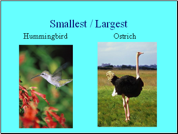 Smallest / Largest