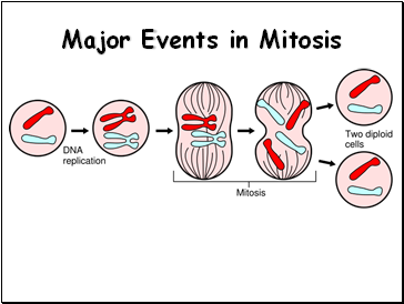 Major Events in Mitosis