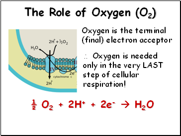 The Role of Oxygen (O2)