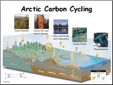 Arctic Carbon Cycling