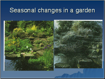 Seasonal changes in a garden