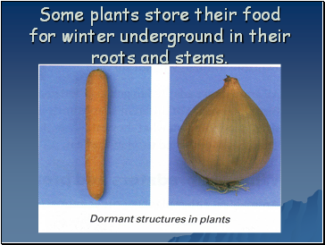 Some plants store their food for winter underground in their roots and stems.