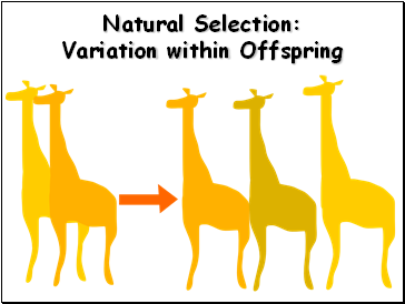 Natural Selection: Variation within Offspring
