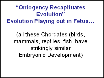 Ontogency Recapituates Evolution Evolution Playing out in Fetus (all these Chordates (birds, mammals, reptiles, fish, have strikingly similar Embryonic Development)