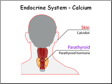 Endocrine System - Calcium