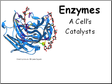 Enzymes. A Cell's Catalysts