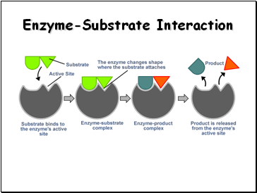 Enzyme-Substrate Interaction