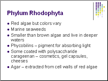 Phylum Rhodophyta