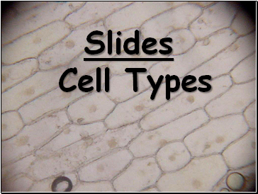Lab Slides. Cell Types