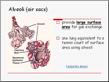 Alveoli (air sacs)