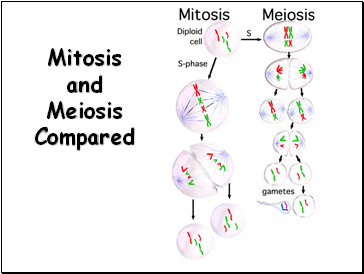 Mitosis and Meiosis Compared