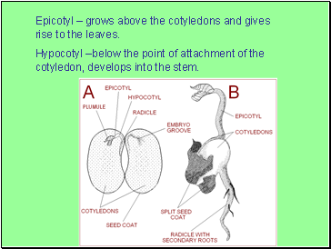 Epicotyl  grows above the cotyledons and gives rise to the leaves.