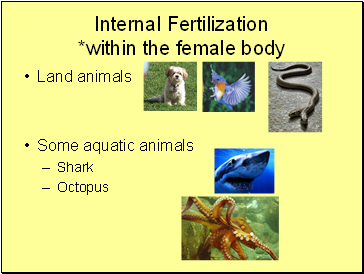 Internal Fertilization within the female body