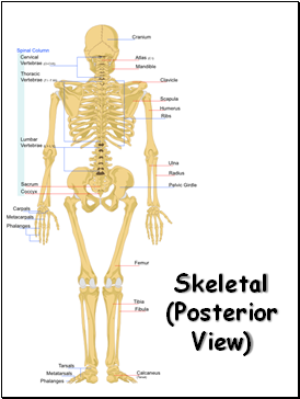 Skeletal (Posterior View)