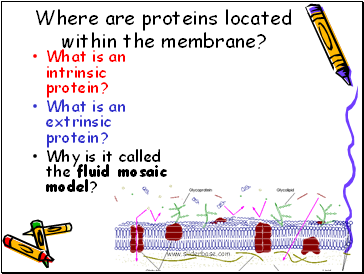 Where are proteins located within the membrane?