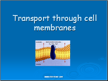 Cell membrane transport