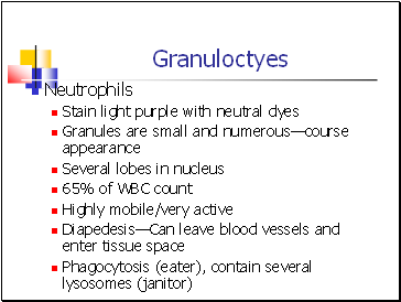 Granuloctyes