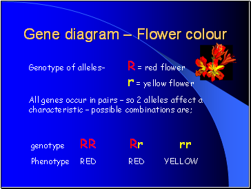 Gene diagram  Flower colour