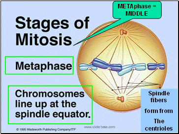 METAphase = MIDDLE