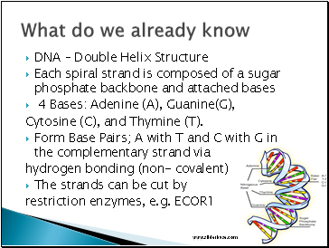 DNA  Double Helix Structure