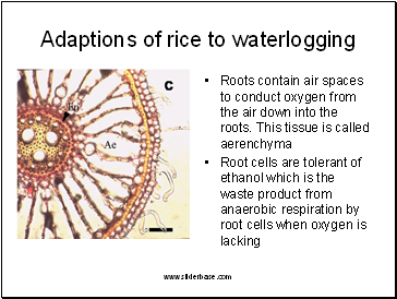 Adaptions of rice to waterlogging